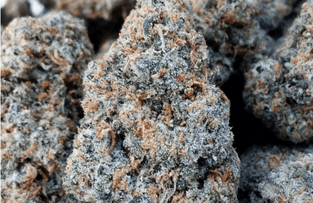 meds Best Weed Great Falls